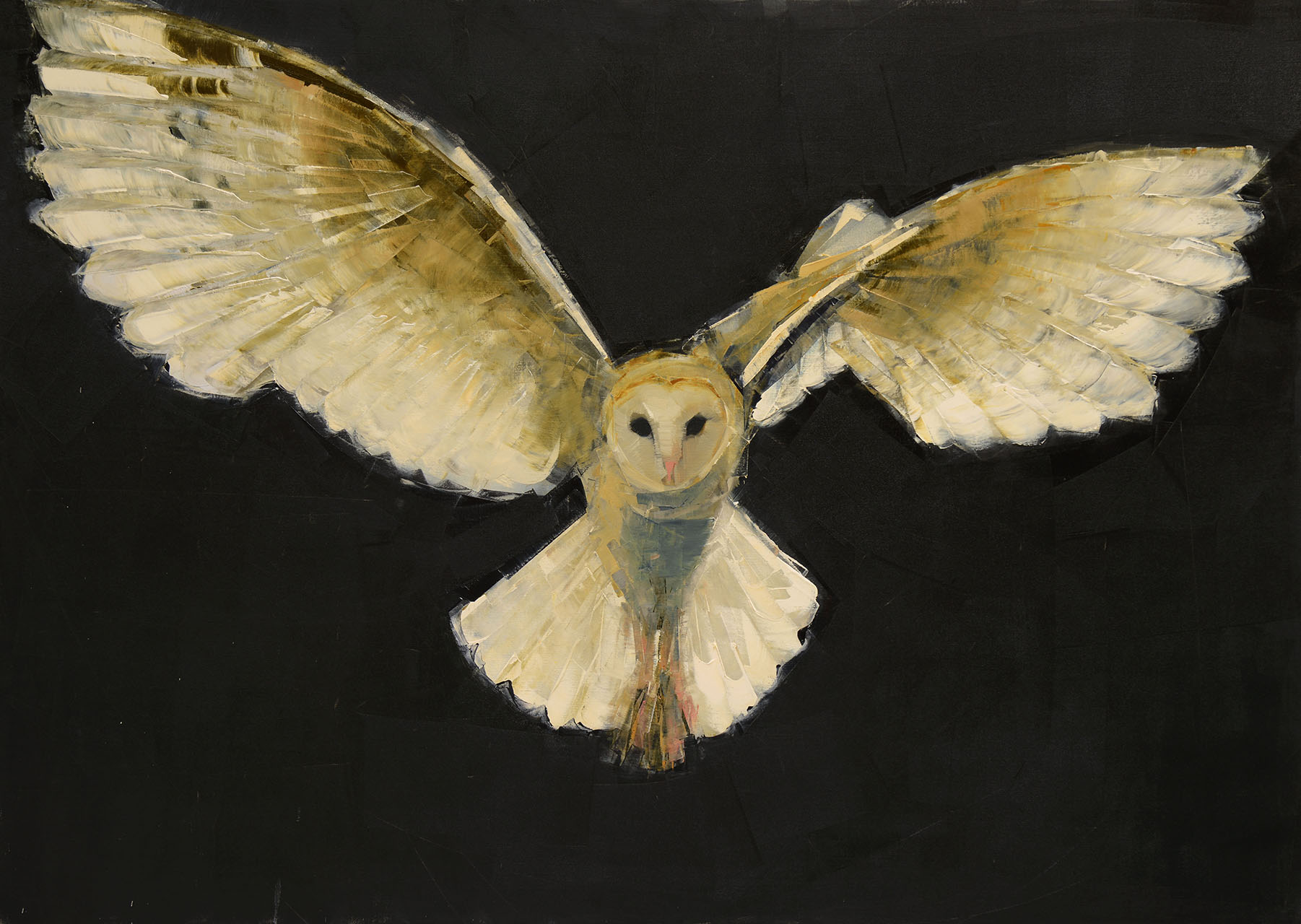 Barn Owl in Flight