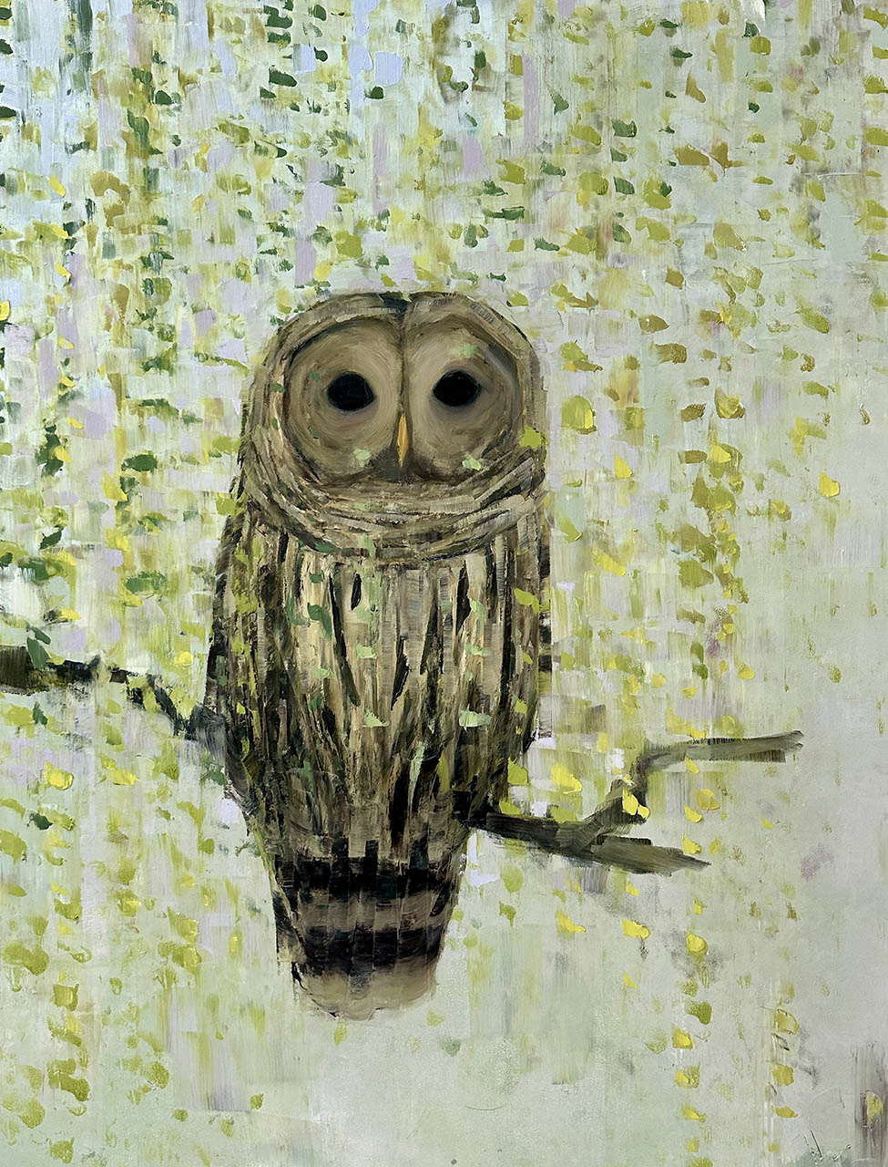 Barred Owl with Willow